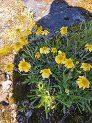 Tetraneuris herbacea, photograph author not stated, no rights reserved