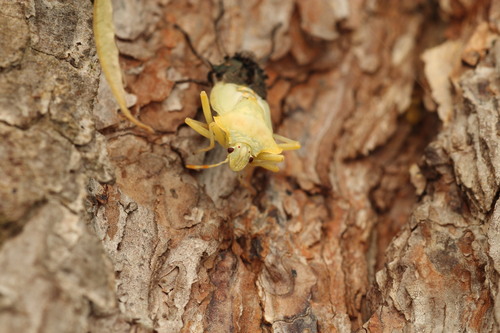 Forest Bug