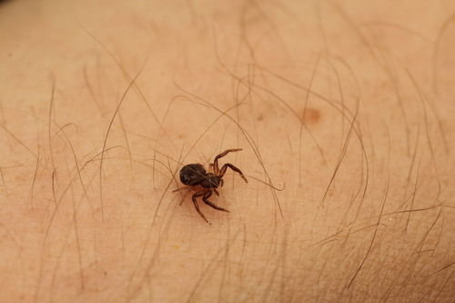Coriarachne depressa
