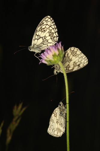 Marbled White