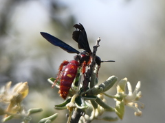Scolia rufiventris