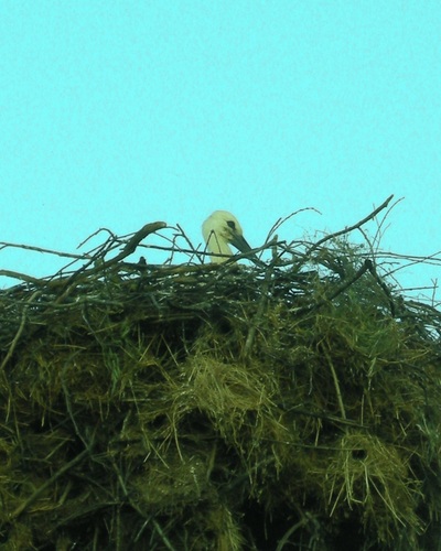 White Stork