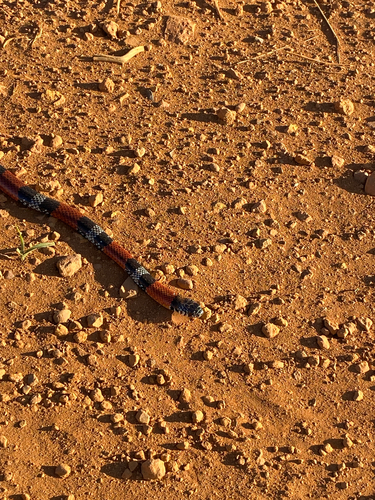 Aesculapian False Coral Snake