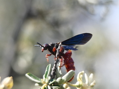 Scolia rufiventris