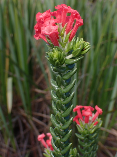 Stachytarpheta radlkoferiana