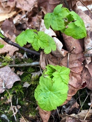 Tiarella stolonifera