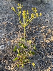 Eriogonum gypsophilum