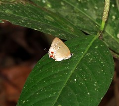Strephonota cyllarissus