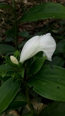 Costus arabicus
