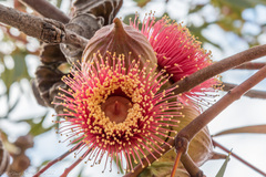 Eucalyptus youngiana, photograph author not stated, no rights reserved