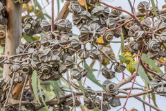 Eucalyptus youngiana