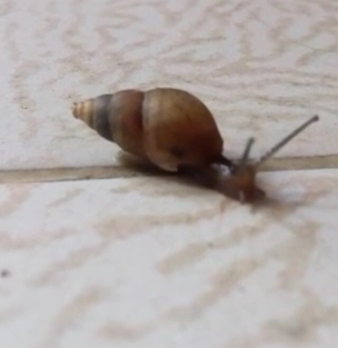 Brown Cone