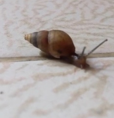 Bulimulus unicolor