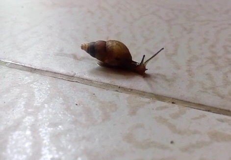 Brown Cone