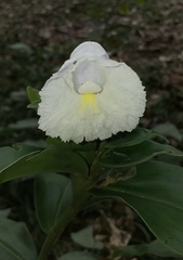 Costus arabicus