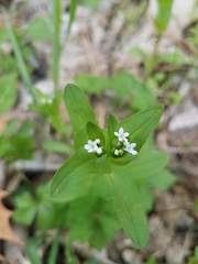 Valerianella chenopodifolia