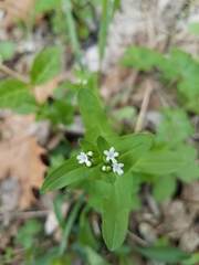 Valerianella chenopodifolia