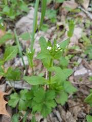 Valerianella chenopodifolia