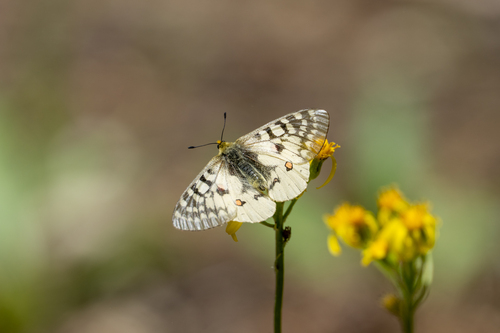 iNaturalist observation photo of Clodius Parnassian