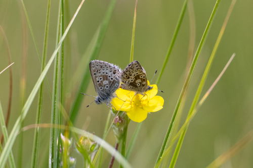 iNaturalist observation photo of Sierra Blue