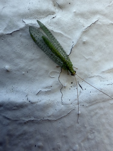 Chrysopa oculata