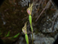 Caladenia atradenia