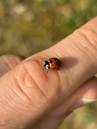 Seven-spotted Lady Beetle