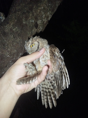Tropical Screech-Owl
