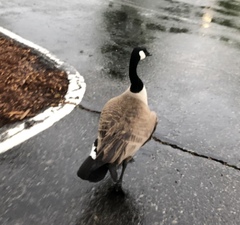 Branta canadensis