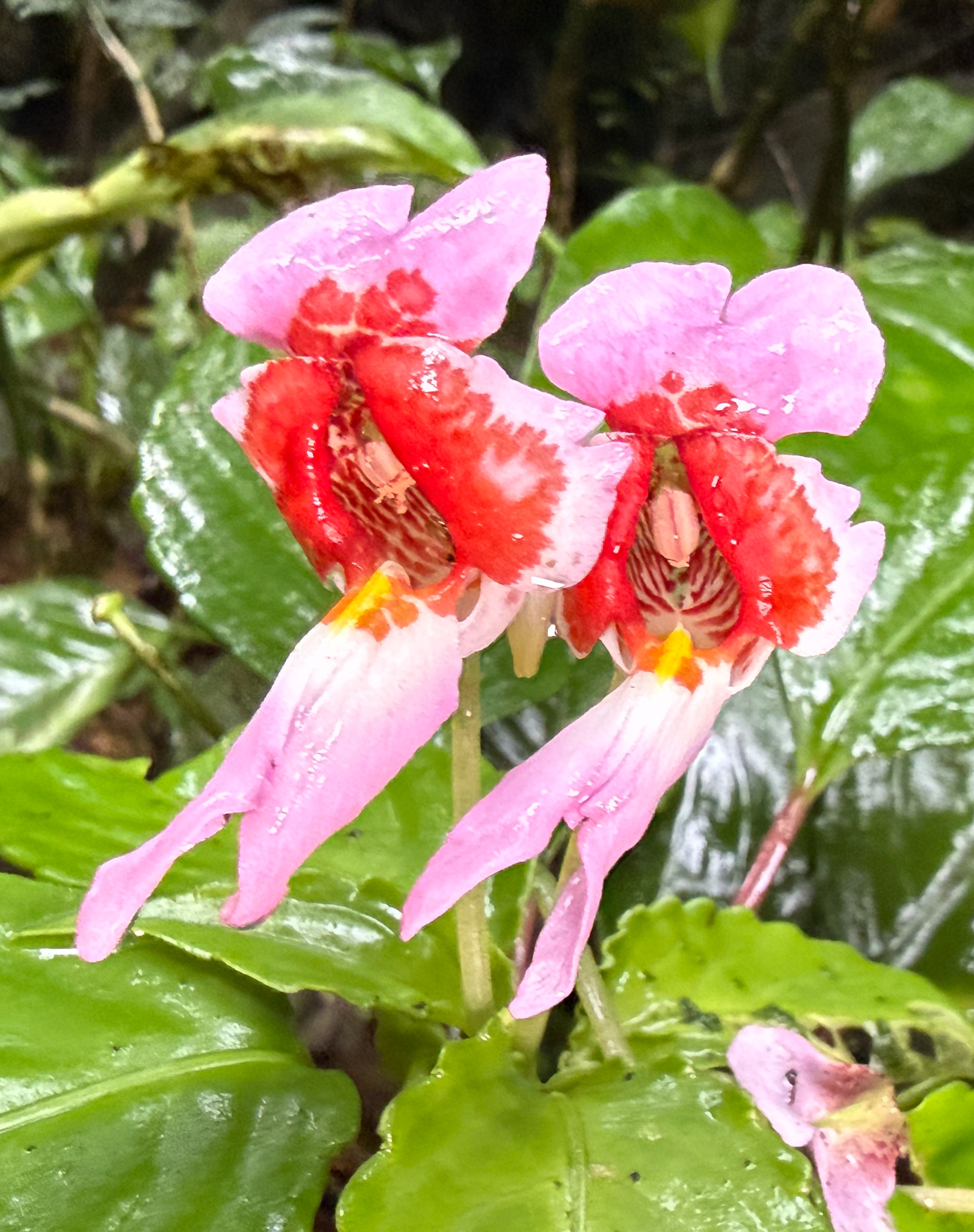 Impatiens bonii — ảnh 3