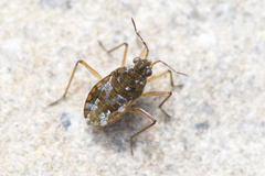 Microvelia americana