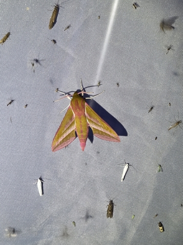 Elephant Hawkmoth