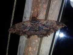 Feigeria orcynia