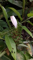 Costus arabicus