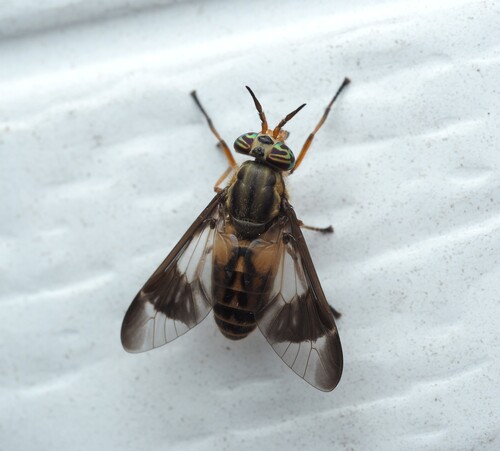 Mountain Deer Fly photo 2