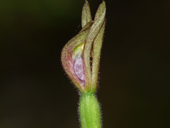 Caladenia atradenia