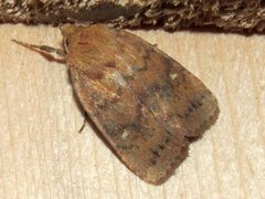 Pseudorthodes vecors