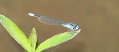 Enallagma divagans
