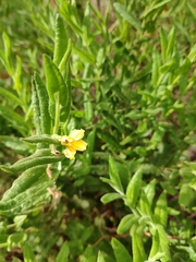 Goodenia amplexans