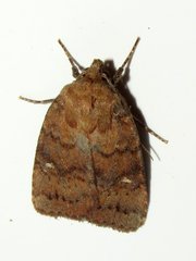 Pseudorthodes vecors