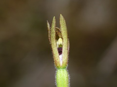 Caladenia atradenia
