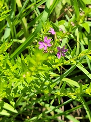 Winged Loosestrife (Lythrum alatum)
