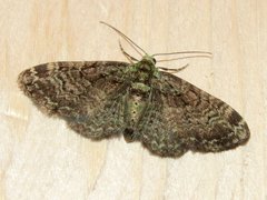 Pasiphila rectangulata