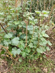 Malva preissiana