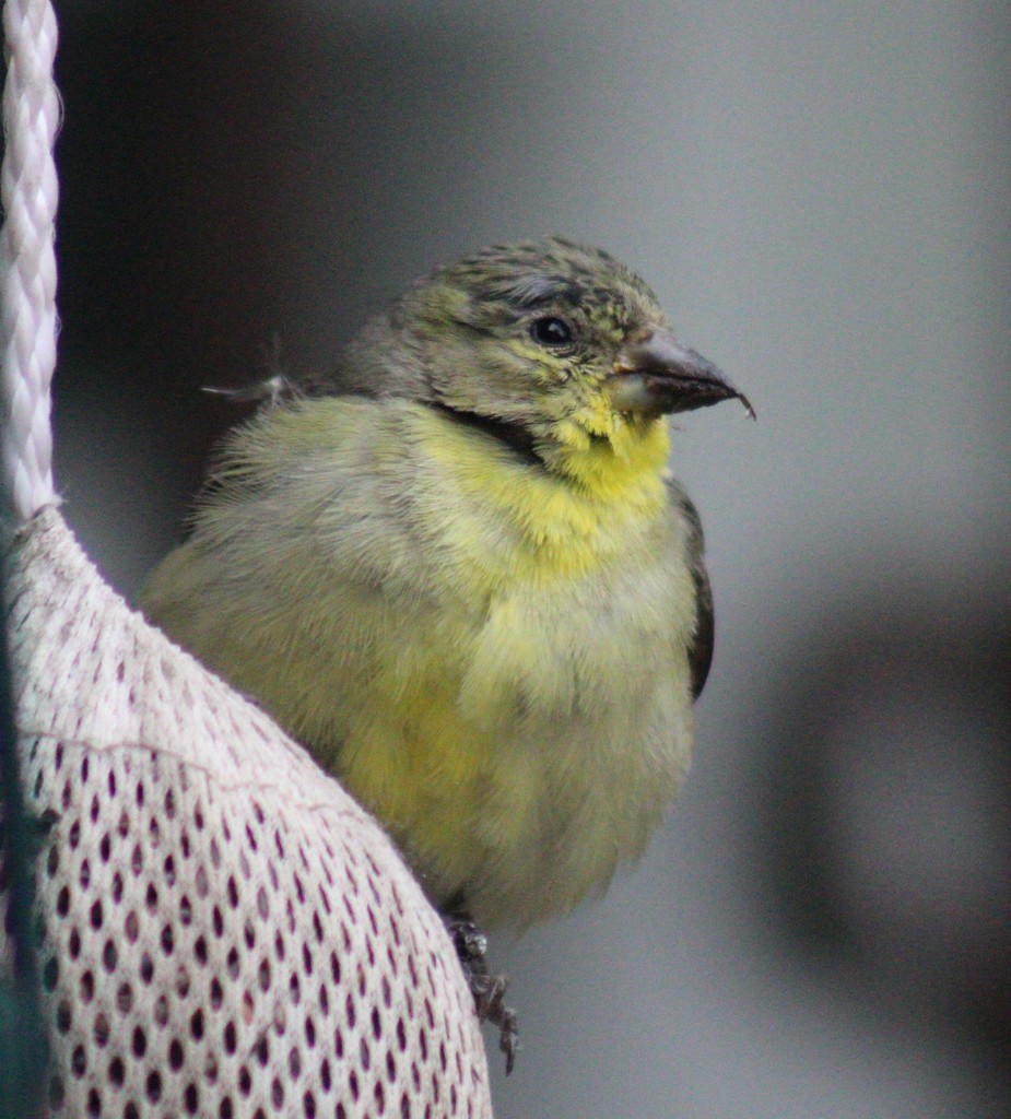 Lesser Goldfinch from Jackson Area, Albuquerque, NM 87112, USA on April