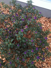 Rhododendron pulchrum phoeniceum