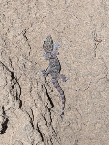 West African House Gecko