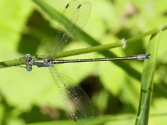 Lestes dryas