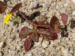 Oxytheca perfoliata