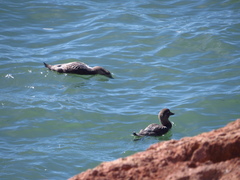 Tachyeres leucocephalus